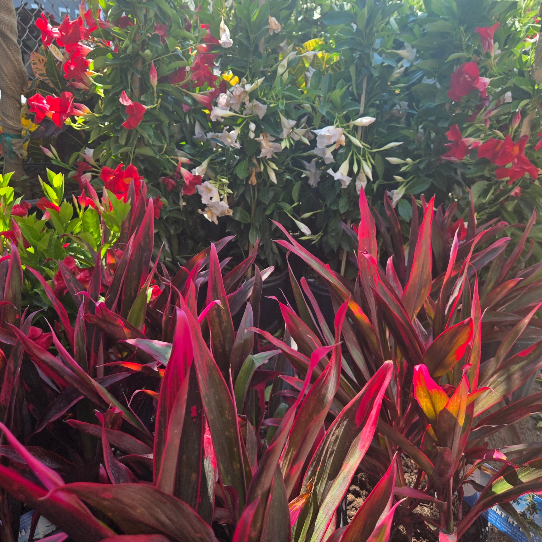 Tropicals